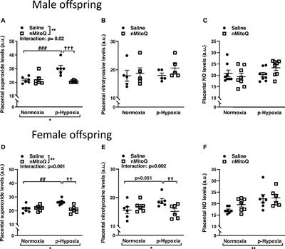 Sex-Specific Effects of Nanoparticle-Encapsulated MitoQ (nMitoQ) Delivery to the Placenta in a Rat Model of Fetal Hypoxia